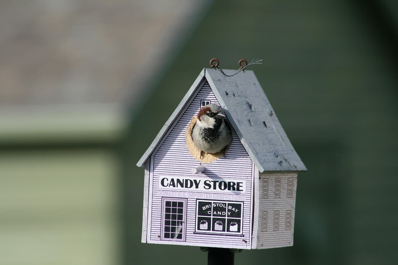 Building a Birdhouse Together