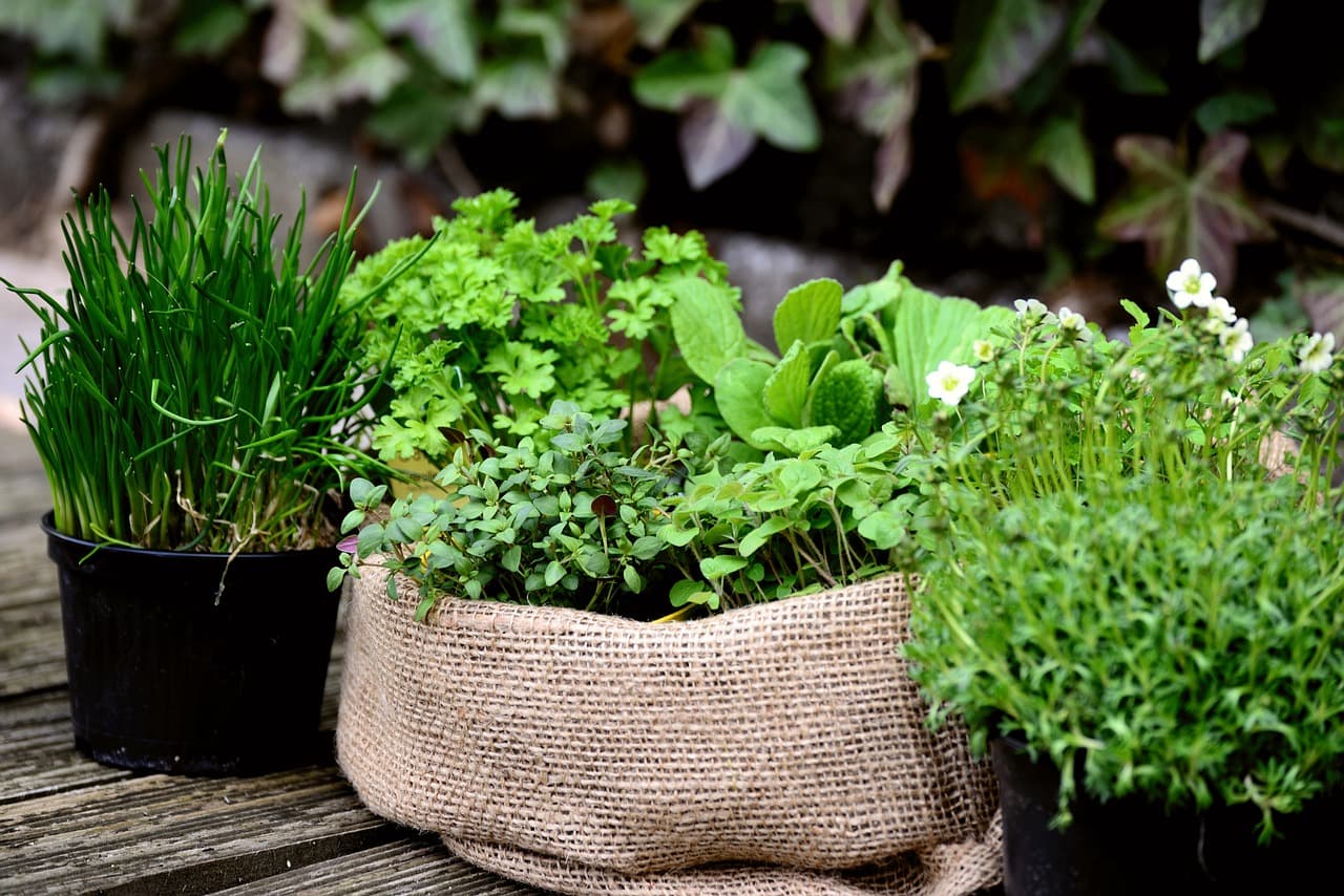 Quick Guide to Growing Your Own Herbs
